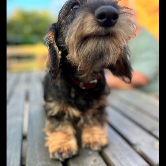 Dachshund (Standard &amp; Miniature) - Both