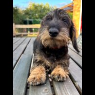 Dachshund (Standard &amp; Miniature) - Both