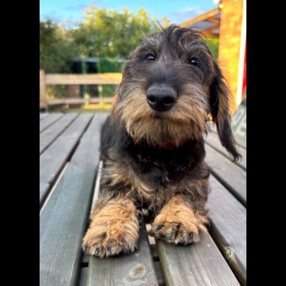 Dachshund (Standard &amp; Miniature) - Both
