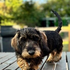 Dachshund (Standard &amp; Miniature) - Both