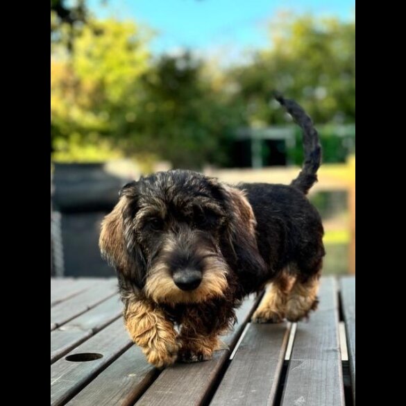 Dachshund (Standard &amp; Miniature) - Both
