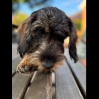 Dachshund (Standard &amp; Miniature) - Both