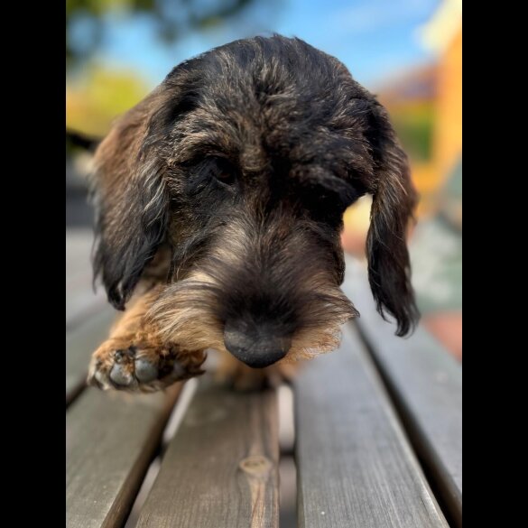 Dachshund (Standard &amp; Miniature) - Both