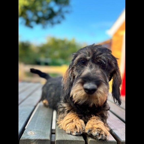 Dachshund (Standard &amp; Miniature) - Both