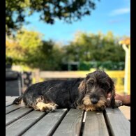Dachshund (Standard &amp; Miniature) - Both