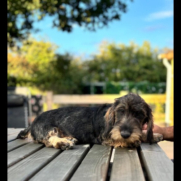 Dachshund (Standard &amp; Miniature) - Both