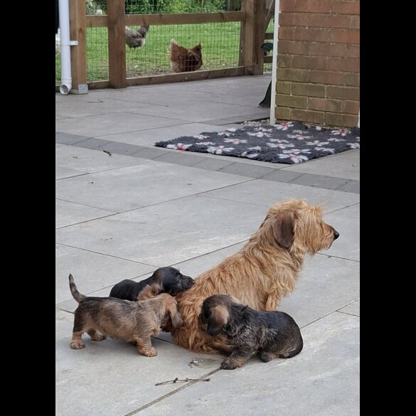 Dachshund (Standard &amp; Miniature) - Both
