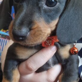 Dachshund (Standard &amp; Miniature) - Bitches