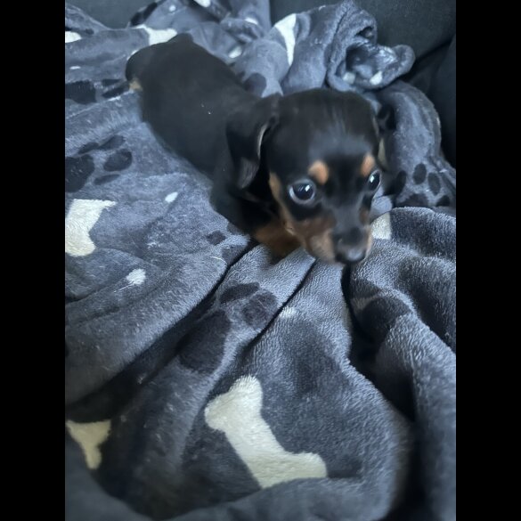 Dachshund (Standard &amp; Miniature) - Both