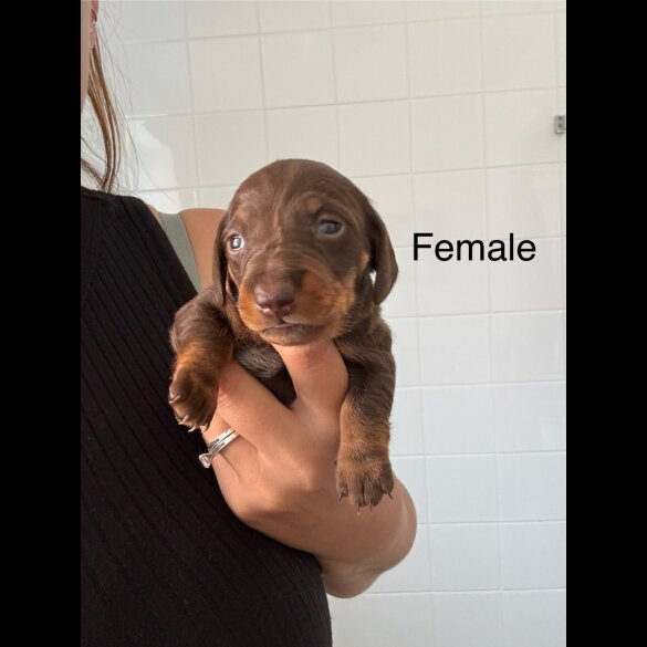 Dachshund (Standard &amp; Miniature) - Both