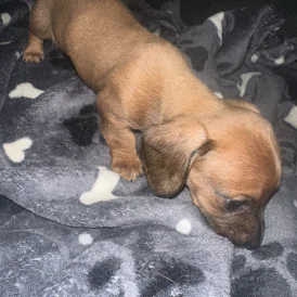 Dachshund (Standard &amp; Miniature) - Both