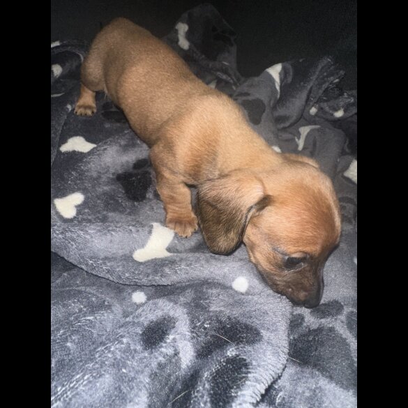 Dachshund (Standard &amp; Miniature) - Both