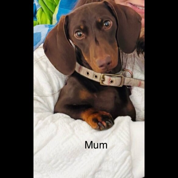 Dachshund (Standard &amp; Miniature) - Both