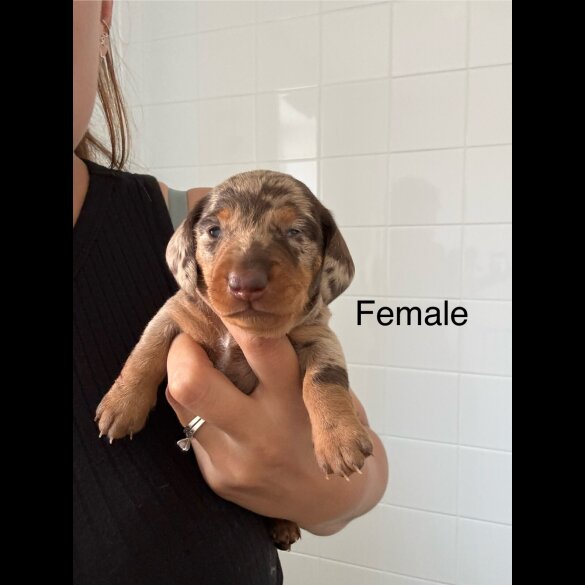 Dachshund (Standard &amp; Miniature) - Both