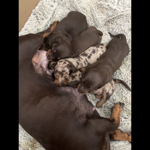 Dachshund (Standard &amp; Miniature) - Both