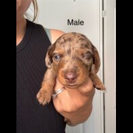 Dachshund (Standard &amp; Miniature) - Both