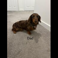 Dachshund (Standard &amp; Miniature) - Both