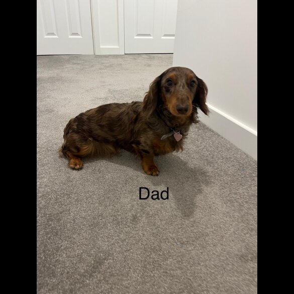 Dachshund (Standard &amp; Miniature) - Both