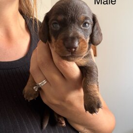 Dachshund (Standard &amp; Miniature) - Both