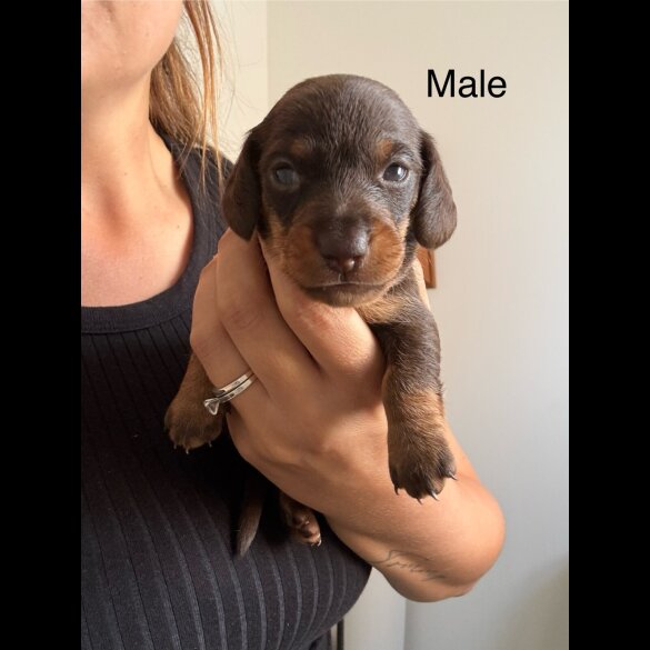 Dachshund (Standard &amp; Miniature) - Both