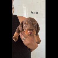 Dachshund (Standard &amp; Miniature) - Both