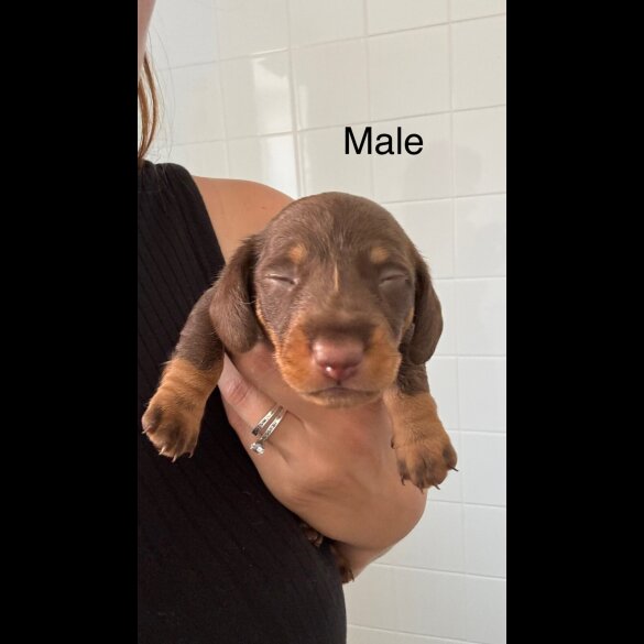 Dachshund (Standard &amp; Miniature) - Both