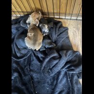 Dachshund (Standard &amp; Miniature) - Both