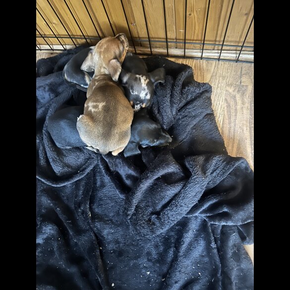 Dachshund (Standard &amp; Miniature) - Both