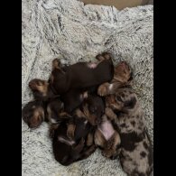 Dachshund (Standard &amp; Miniature) - Both