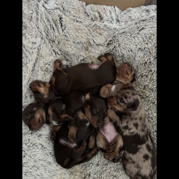 Dachshund (Standard &amp; Miniature) - Both