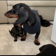Dachshund (Standard &amp; Miniature) - Both