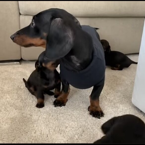 Dachshund (Standard &amp; Miniature) - Both