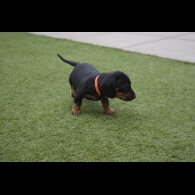 Dachshund (Standard &amp; Miniature) - Both
