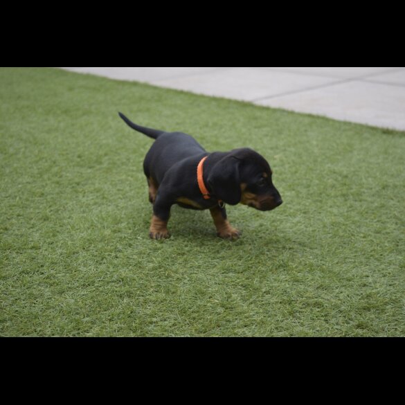 Dachshund (Standard &amp; Miniature) - Both