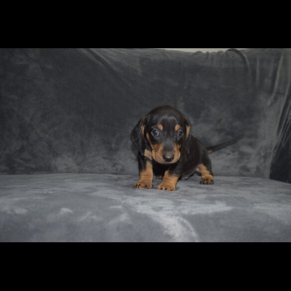 Dachshund (Standard &amp; Miniature) - Both