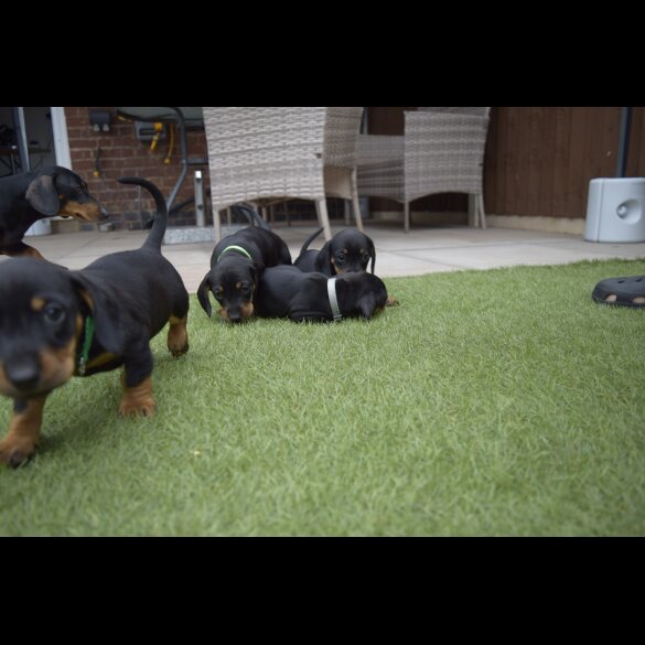 Dachshund (Standard &amp; Miniature) - Both