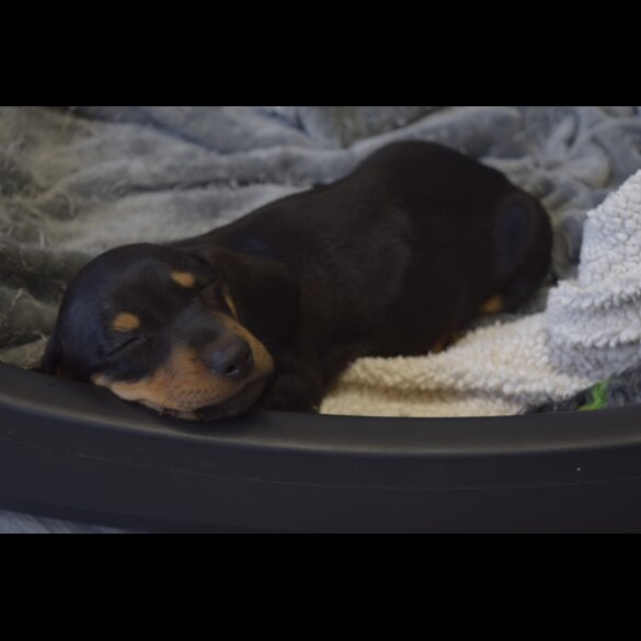 Dachshund (Standard &amp; Miniature) - Both