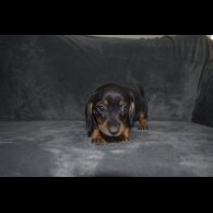 Dachshund (Standard &amp; Miniature) - Both