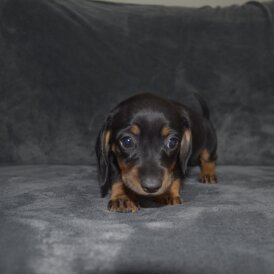 Dachshund (Standard &amp; Miniature) - Both