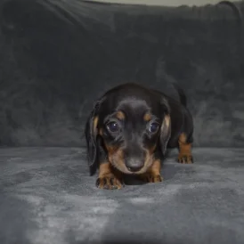 Dachshund (Standard &amp; Miniature) - Both