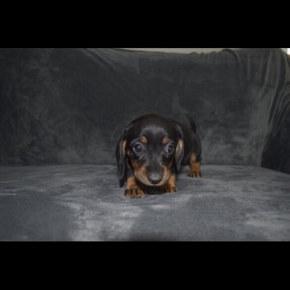 Dachshund (Standard &amp; Miniature) - Both