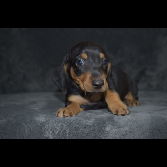 Dachshund (Standard &amp; Miniature) - Both