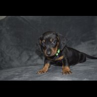 Dachshund (Standard &amp; Miniature) - Both