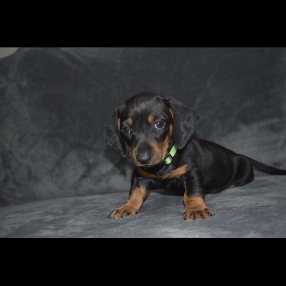 Dachshund (Standard &amp; Miniature) - Both