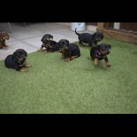 Dachshund (Standard &amp; Miniature) - Both