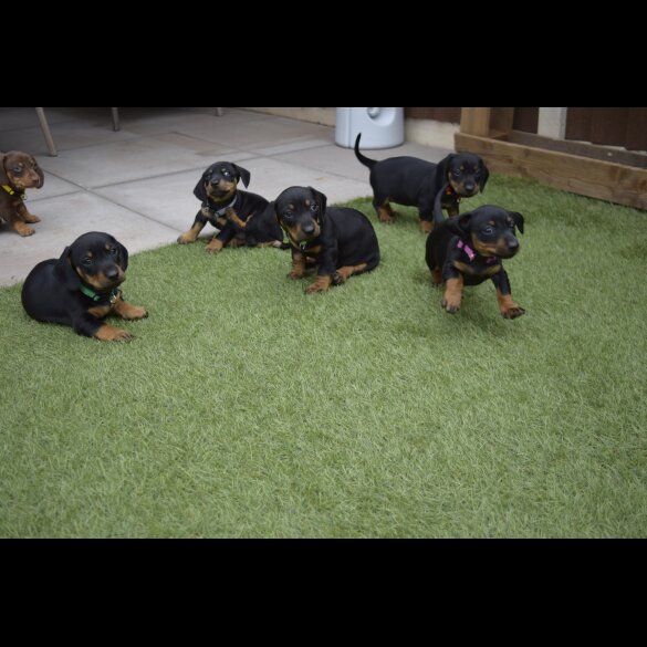 Dachshund (Standard &amp; Miniature) - Both