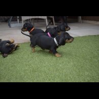 Dachshund (Standard &amp; Miniature) - Both