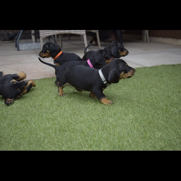 Dachshund (Standard &amp; Miniature) - Both