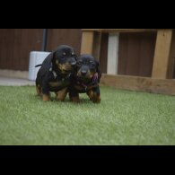 Dachshund (Standard &amp; Miniature) - Both