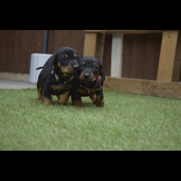 Dachshund (Standard &amp; Miniature) - Both